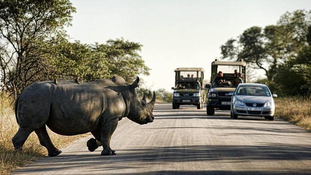 Un rinoceronte en el Parque Nacional Kruger
