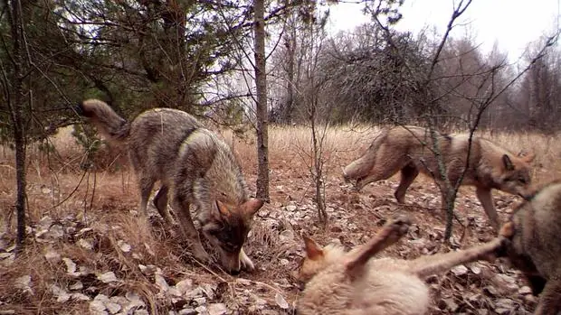 Un grupo de lobos es fotografiado en la zona de exclusión de Chernóbil, en 2014. Según algunos investigadores, la abundancia de vida salvaje es similar a la de parques naturales como el de Yellowstone
