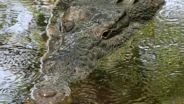 Fotografía de un Crocodylus acutus