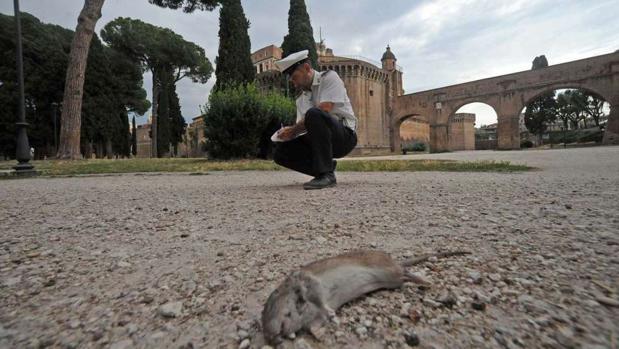 Fotografía de una rata muerta en una de las zonas más visitadas por los turistas