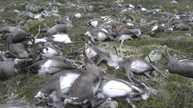 Los 320 renos salvajes que murieron tras un rayo en la meseta de la montaña de Hardangervidda, Noruega
