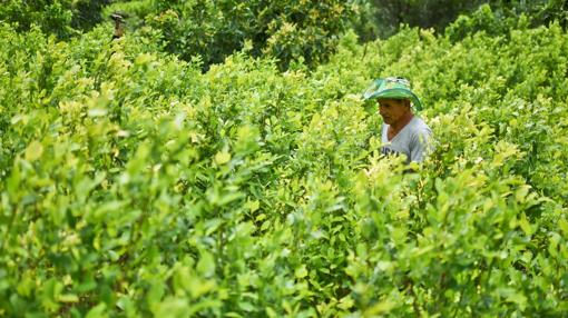 Productor de hoja de coca en Policarpa (Nariño)