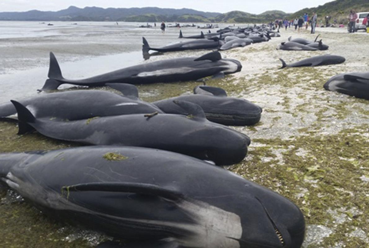 Rescatan un centenar de ballenas en una playa en Nueva Zelanda