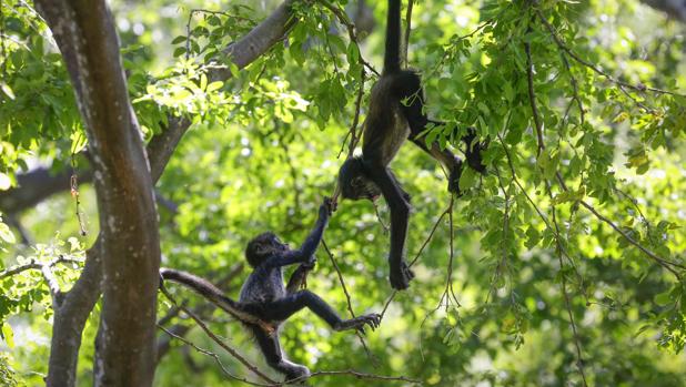 Monos araña de El Salvador