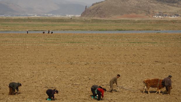 Corea del Norte depende de una agricultura donde todavía se ara con bueyes, como en estas tierras camino de Kaesong.