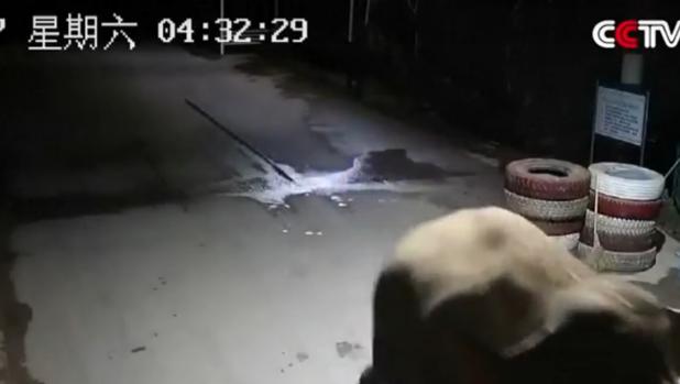 En vídeo: Un elefante salvaje atraviesa la frontera de China con Laos