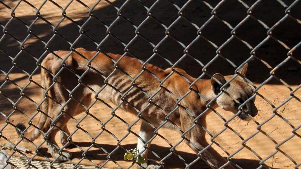 Un puma malnutrido en su jaula del Zoológico Metropolitano de Maracaibo, el pasado 14 de febrero