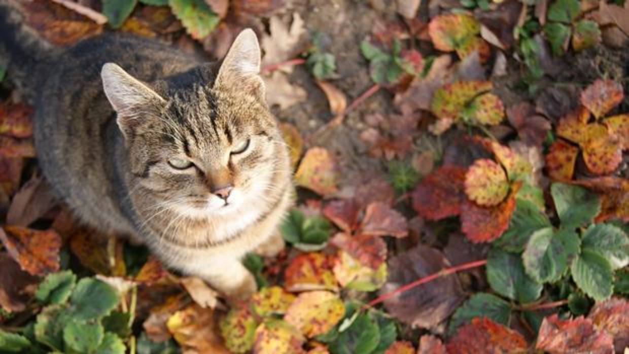 Atrapan unos gatos que llevaban móviles a los presos en una cárcel de Costa Rica