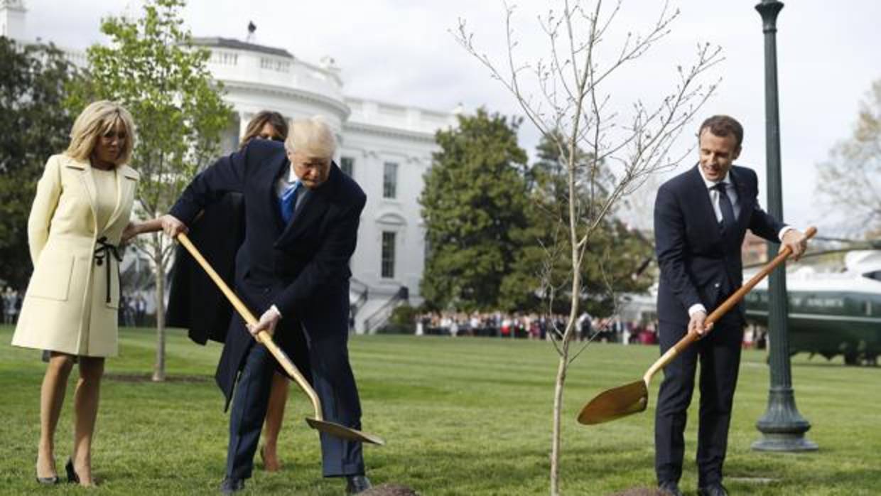 Trump retira en pocos días el árbol que Macron plantó en el jardín de la Casa Blanca
