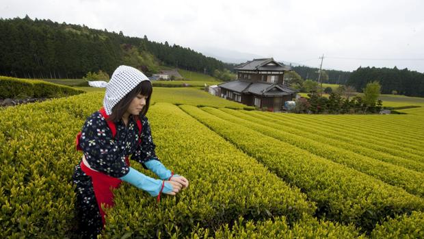 «Las mujeres solteras son una carga para Japón», según un diputado del partido del Gobierno de Abe