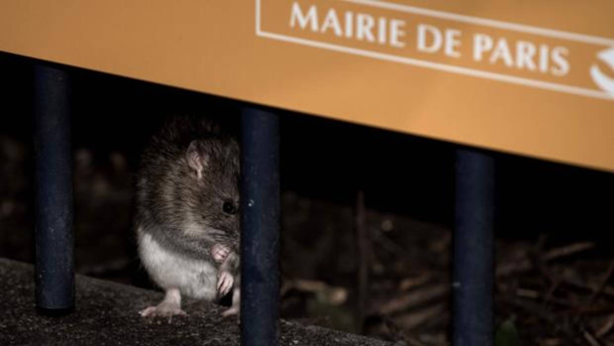 Una rata en París