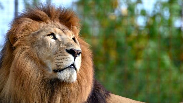 Un león se escapa y mata a una joven empleada de un zoo de EE.UU.