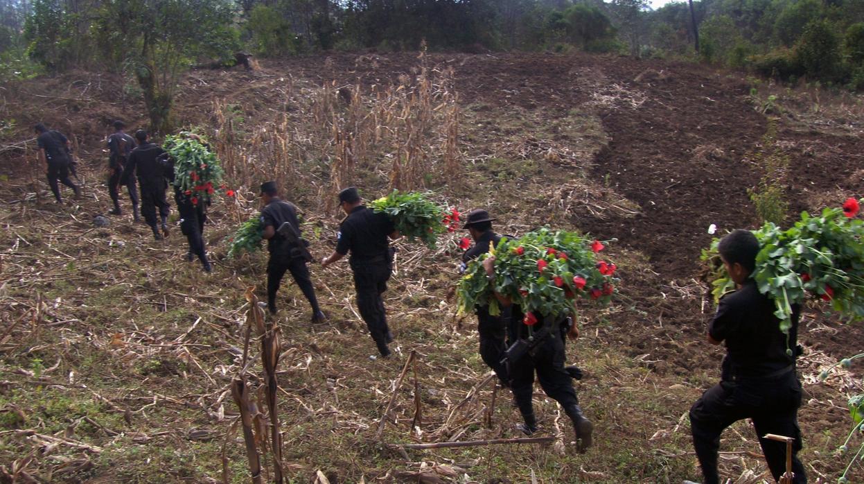 Guatemala se ve succionada por México para el cultivo de droga