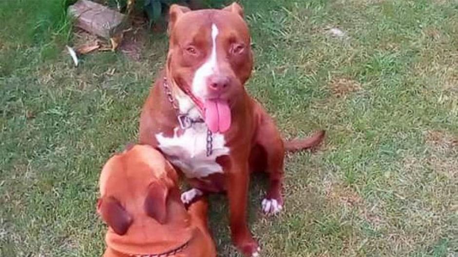 Le amputan una pierna tras entrar a robar en una casa y ser atacado por dos perros