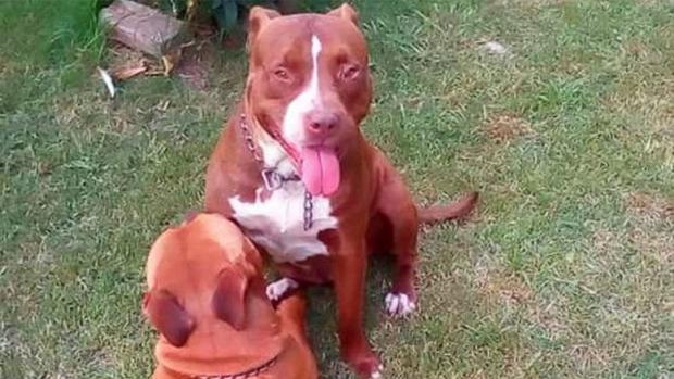 Entra a robar en una casa y le amputan una pierna tras ser atacado por dos perros guardianes