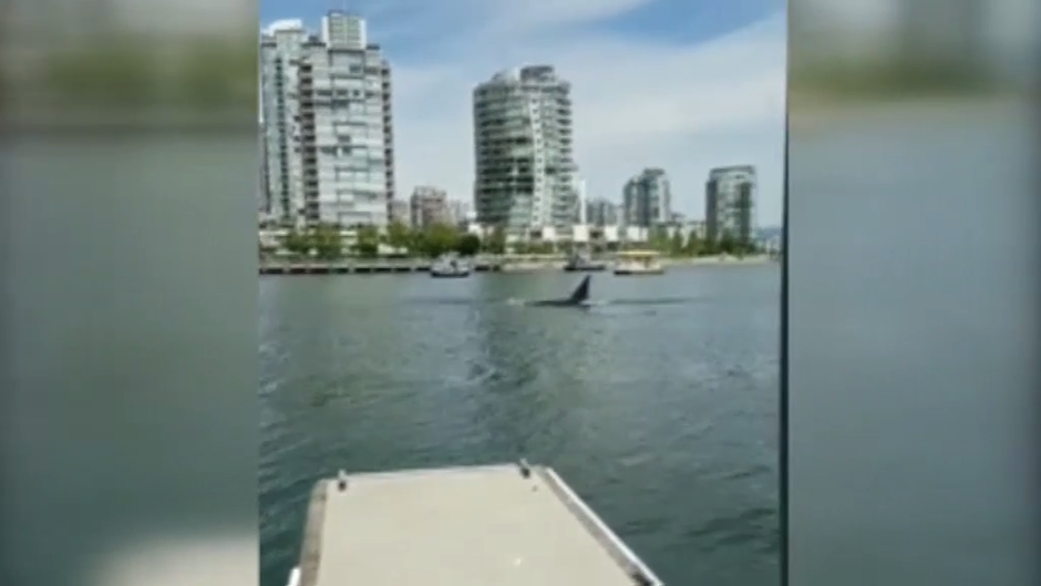 La espectacular imagen de unas ballenas muy cerca de la costa de Canadá