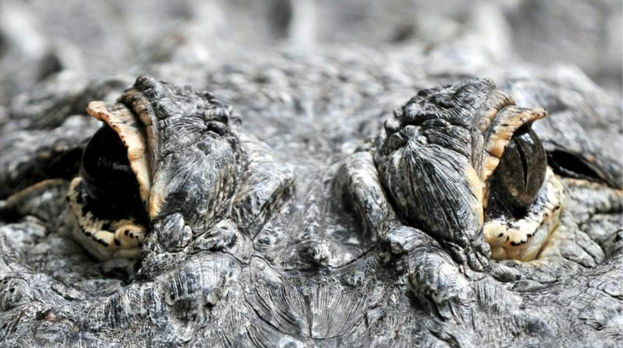 Imagen de un caimán de la especie «Alligator mississippiensis»