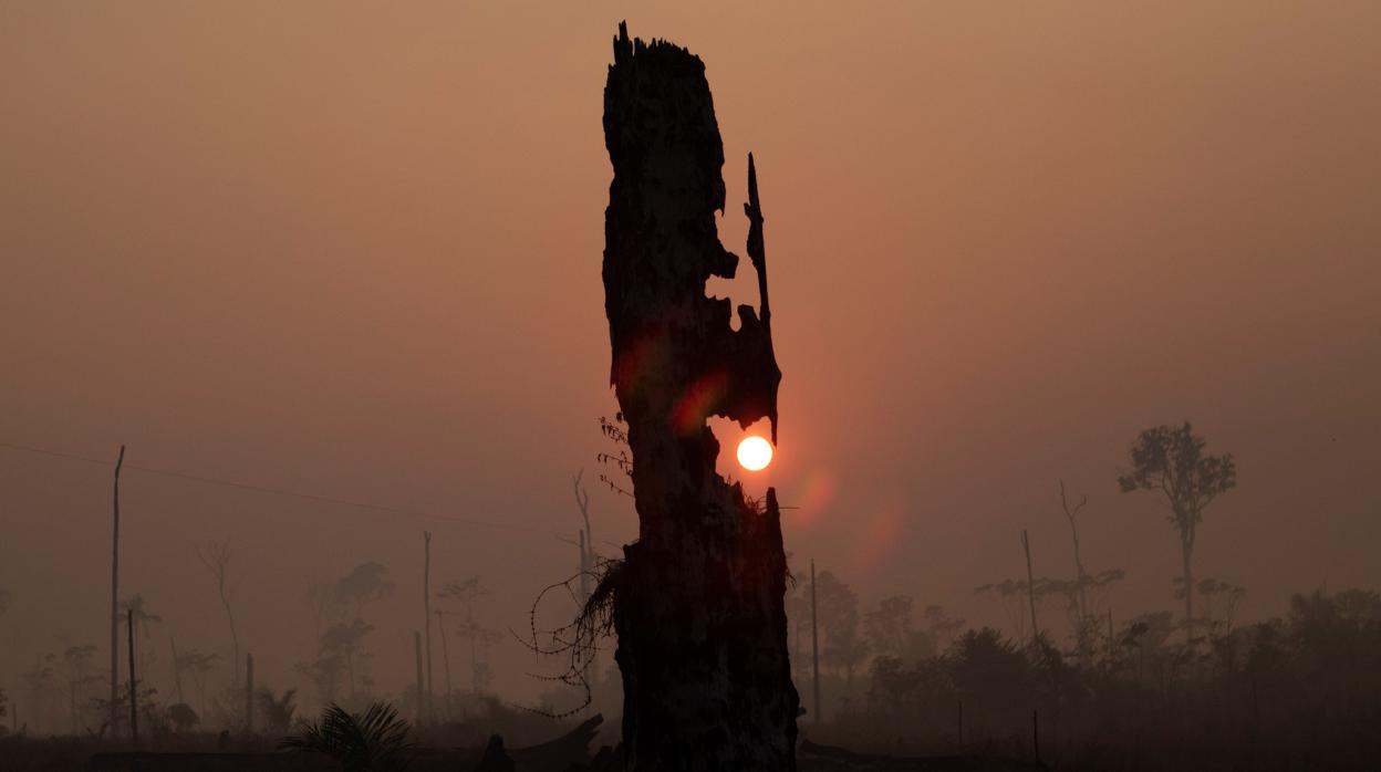 Los detenidos están acusados de incendiar 5.000 hectáreas de selva.