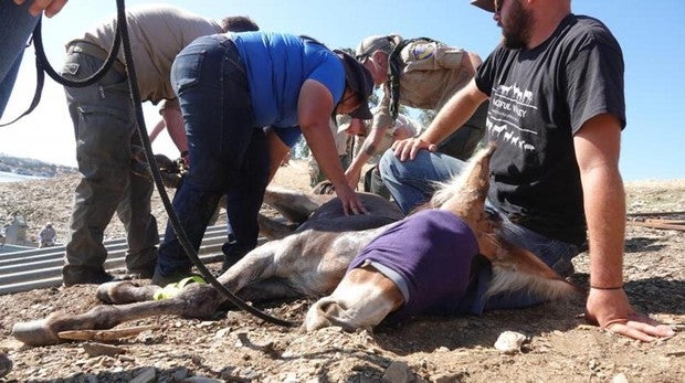 Un tenaz expolicía salva a una burra atrapada 3 años en un islote en EEUU