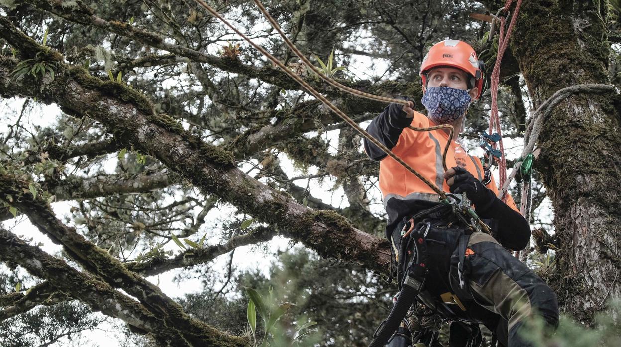 Un hombre cubierto con una mascarilla poda un árbol en Costa Rica