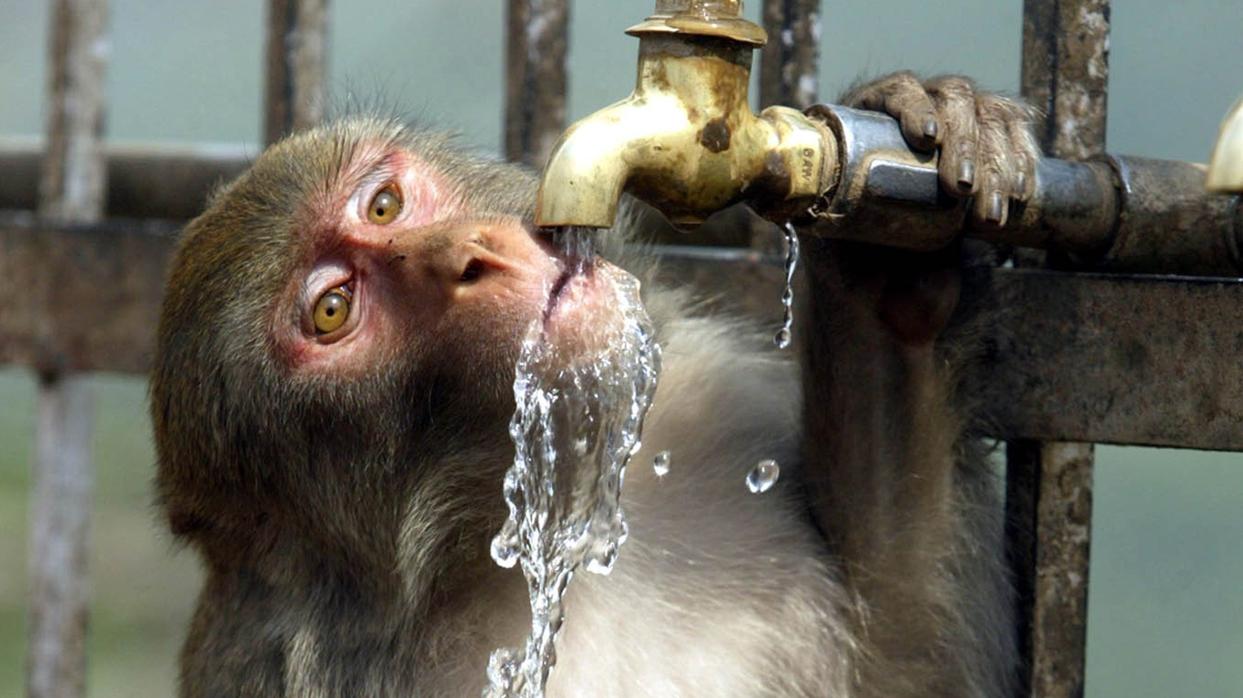 Imagen de archivo de un mono bebiendo agua en Nueva Delhi