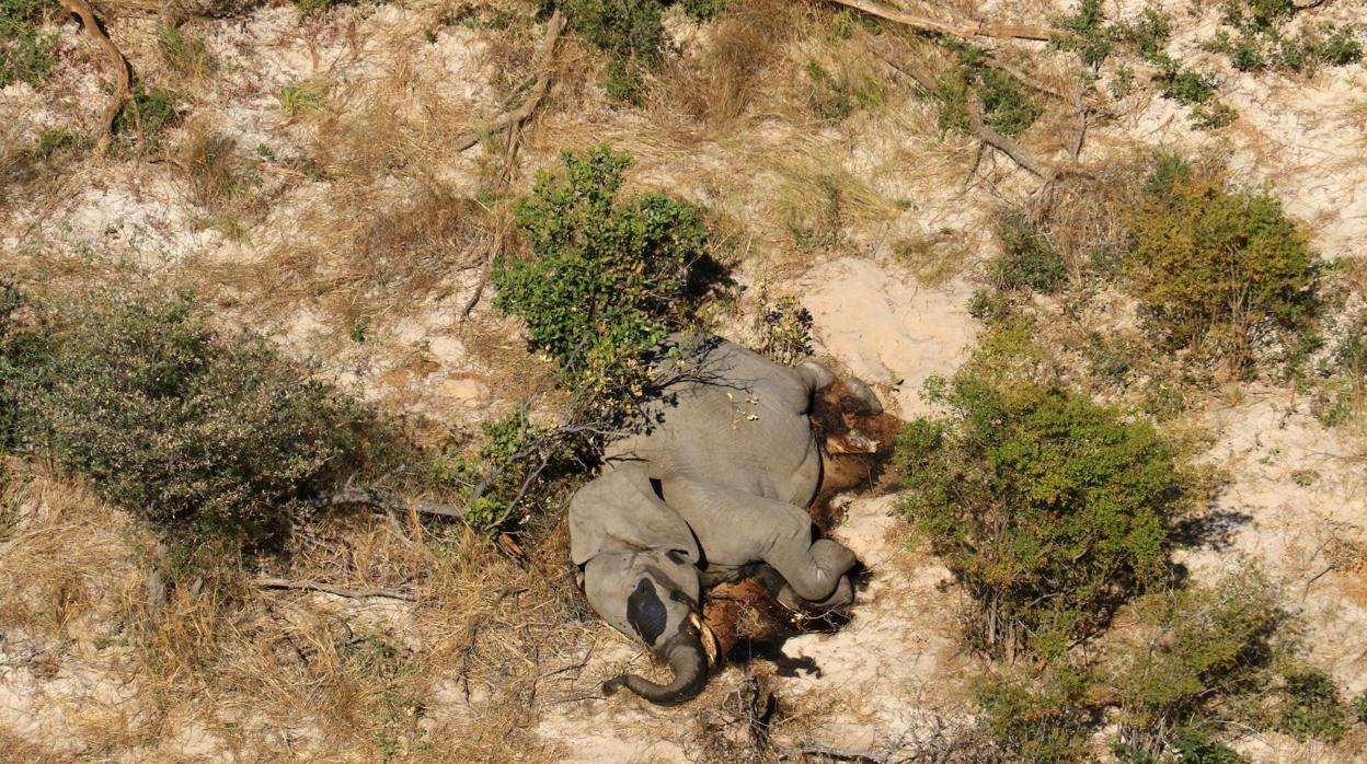 Imagen de uno de los elefantes muertos en Okavango durante el mes de mayo