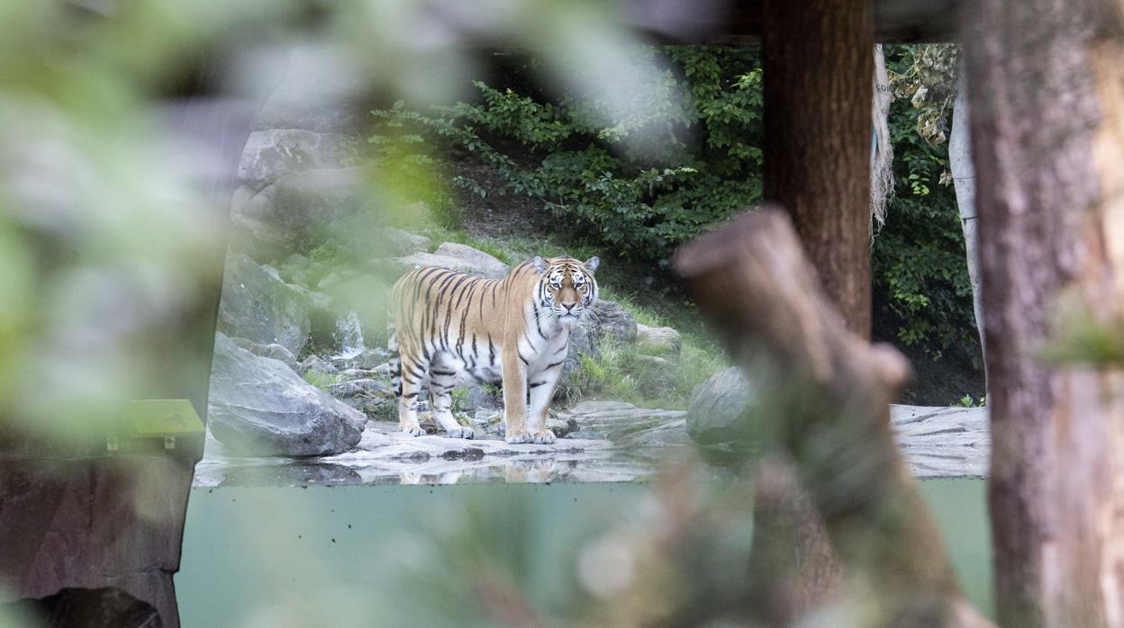 Uno de los tigres del zoo de Zúrich