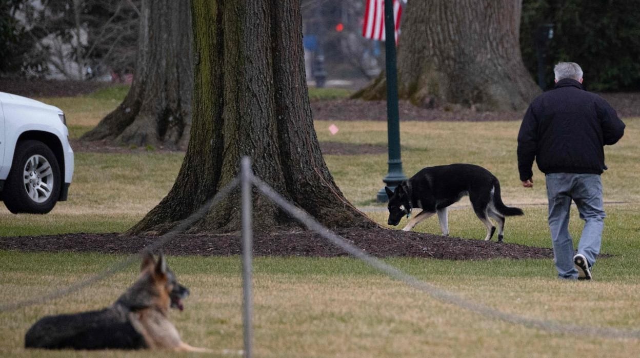 Champ y Major, los dos perros del presidente en los jardínes sur de la Casa Blanca
