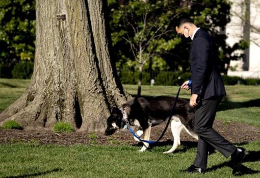 Uno de los perros de Biden vuelve a morder a una persona en la Casa Blanca