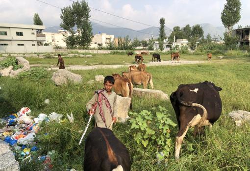 Niños con los animales en el terreno de la antigua casa de la familia de Bin Laden