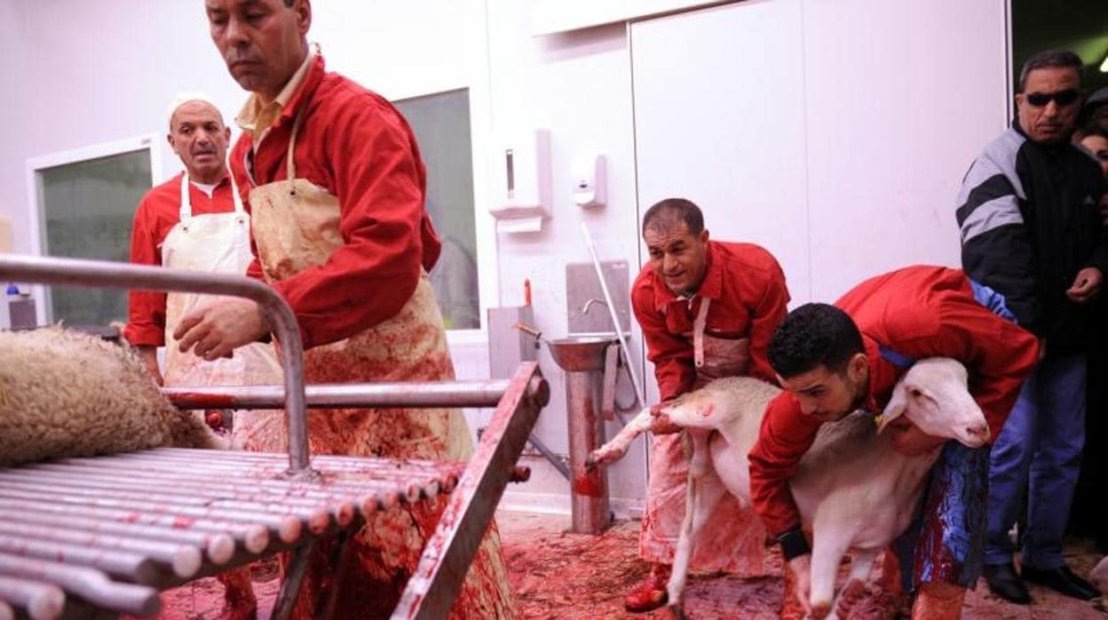 Sacrificio de ovejas en Marsella con motivo de la fiesta musulmana