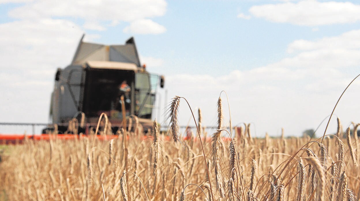 Un campo de cereales en Ucrania