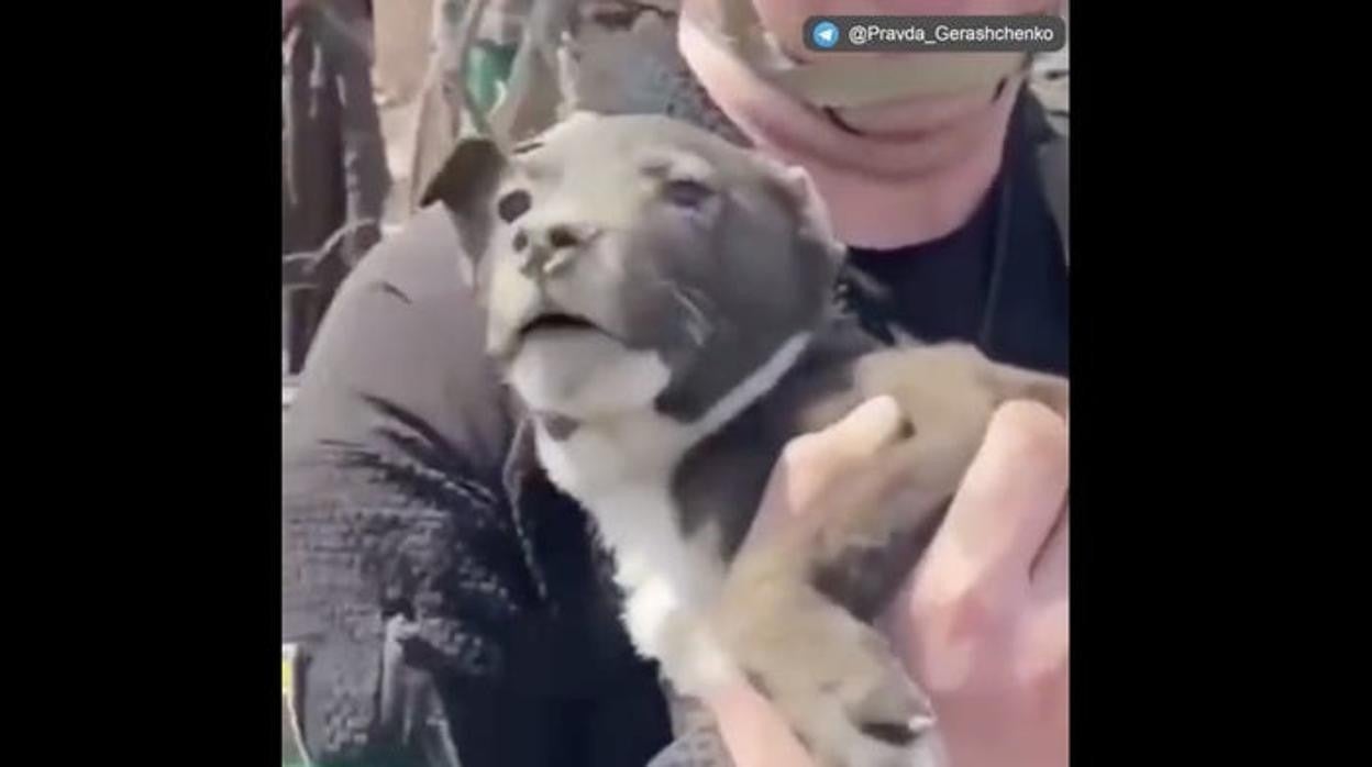 El momento en el que un cachorro es rescatado entre escombros tras un bombardeo en Ucrania