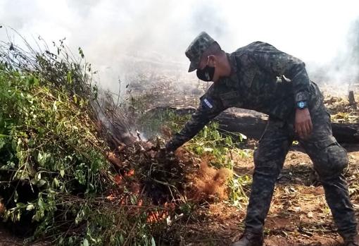 Un militar de las Fuerzas Armadas de Honduras procede a la quema de arbustos de coca