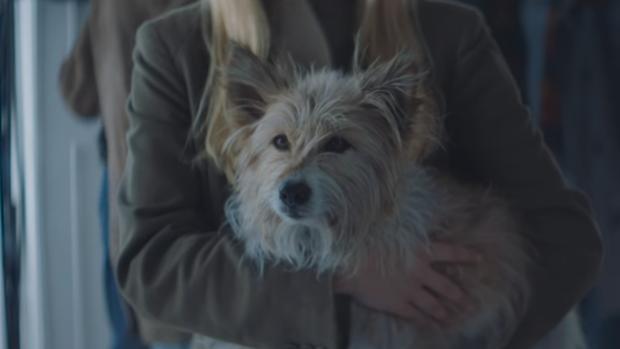 Max, el verdadero protagonista del anuncio y otros perros de la Lotería de Navidad