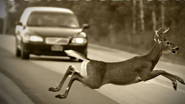 Cómo actuar si se te cruza un animal en la carretera