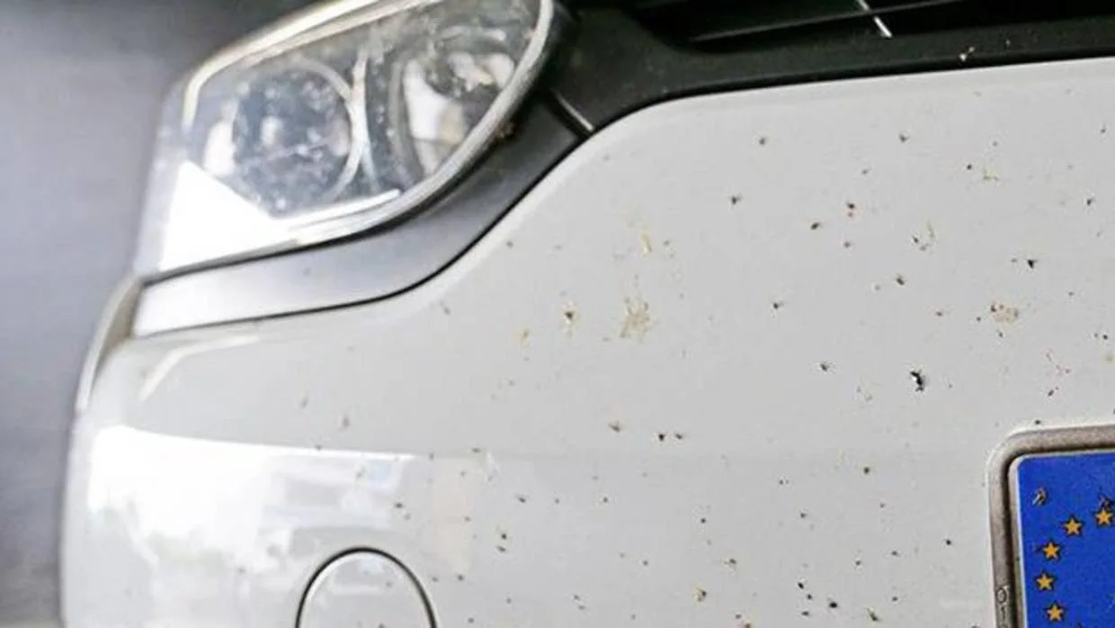 Llegan los mosquitos: descubre cómo limpiarlos de tu coche