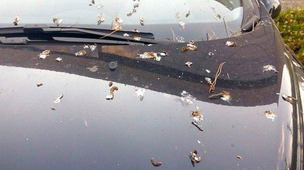 Cómo limpiar la carrocería si las gaviotas se han ensañado con tu coche este verano