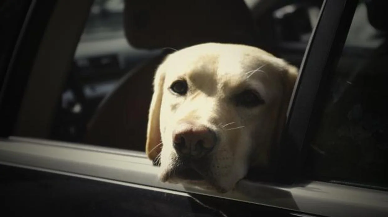 Las multas que te pueden caer por llevar al perro suelto en el coche