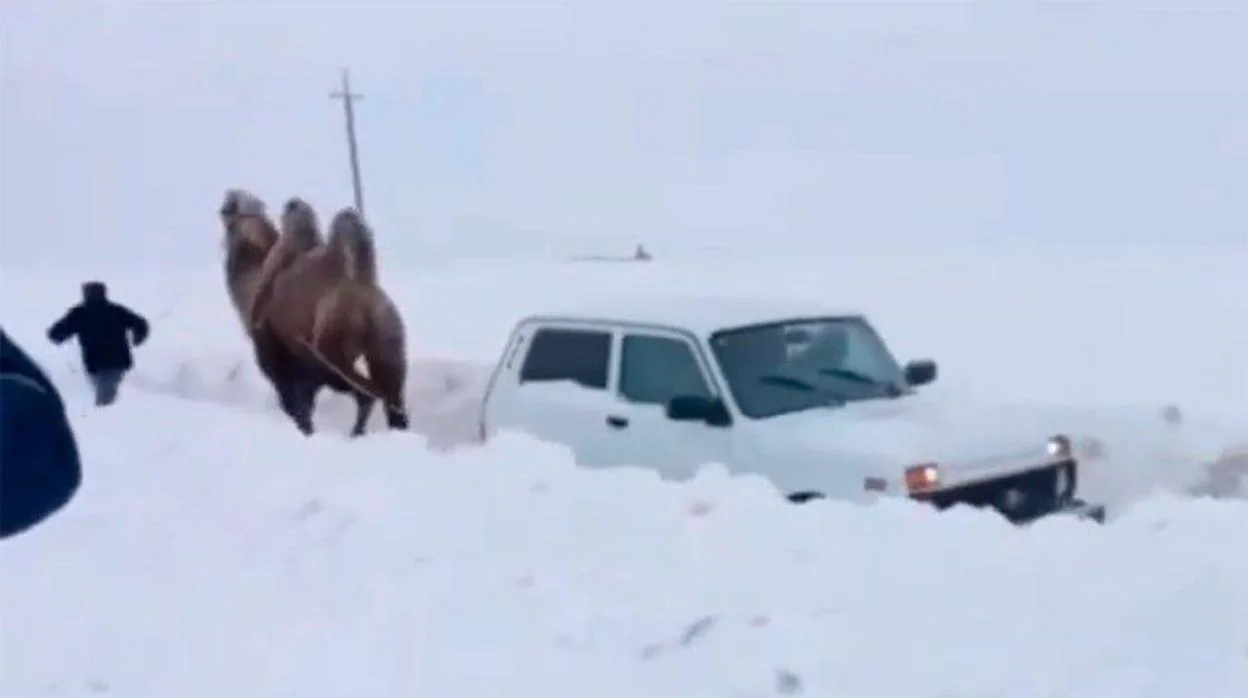 Así sale un camello al rescate de un 4X4 en medio de la nieve