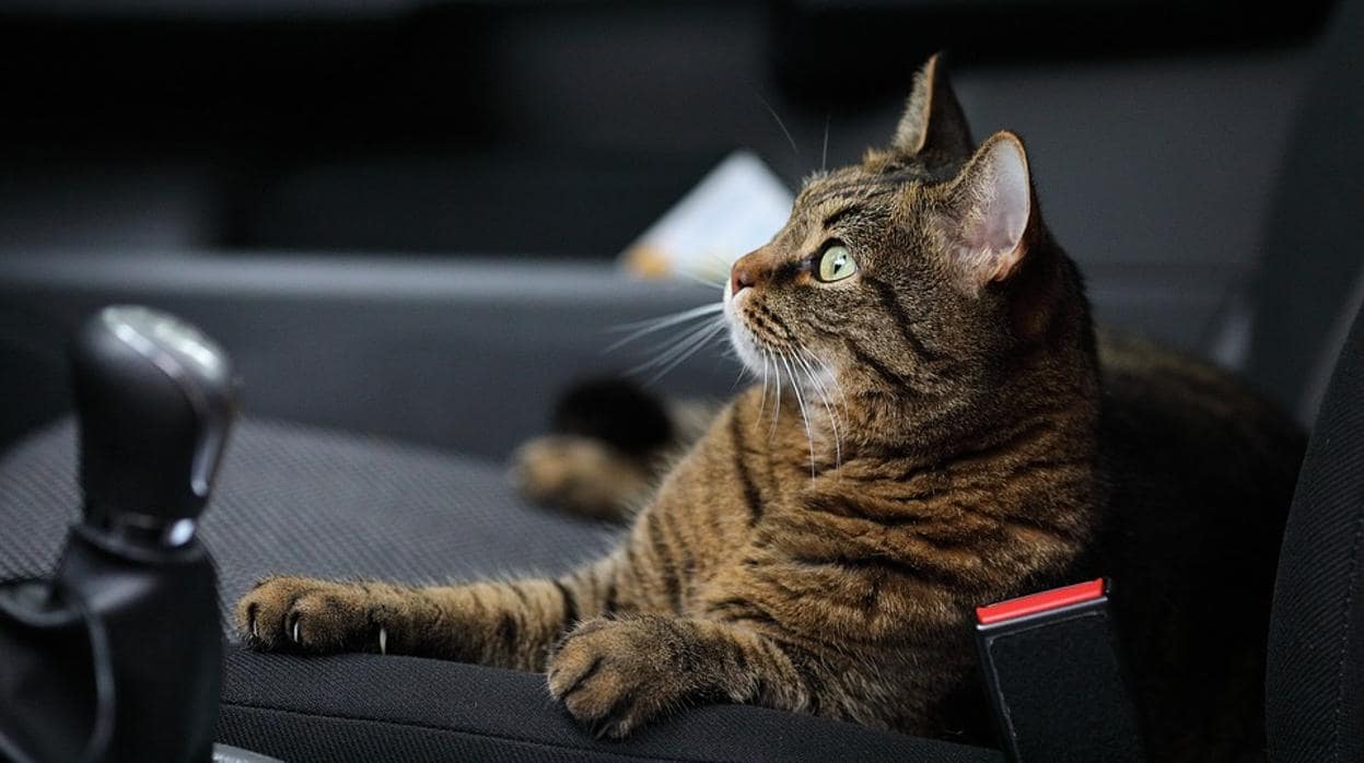 El gesto al subir al coche que podría salvar la vida de un gatito