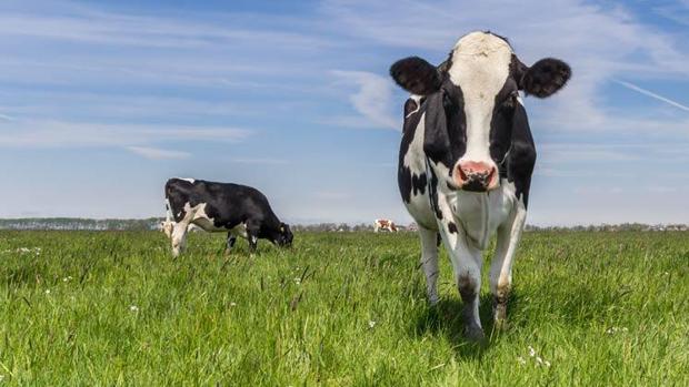 Comer carne o conducir, ¿qué crees que es más contaminante?