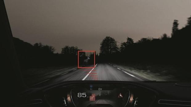 Los animales más peligrosos con los que te puedes cruzar esta Navidad en la carretera