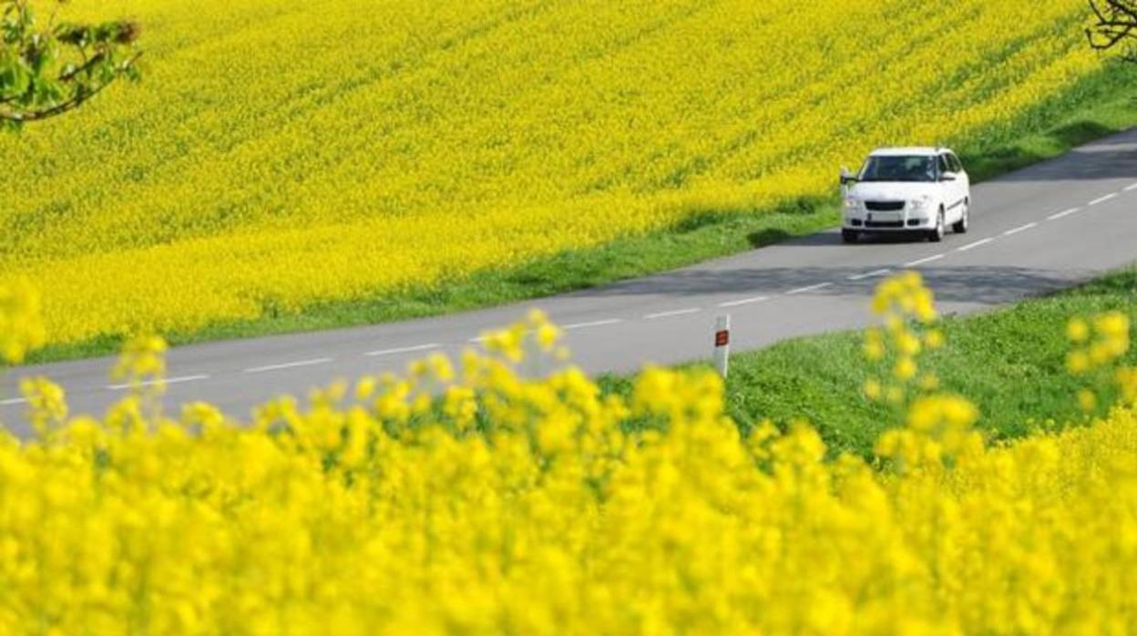 Los peligros de conducir un coche si padeces alergias