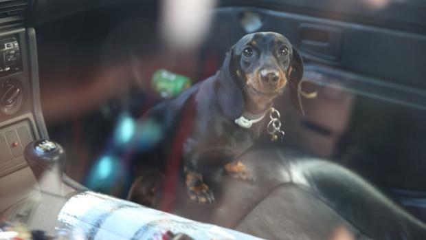 La forma de actuar con una mascota encerrada en coche al sol