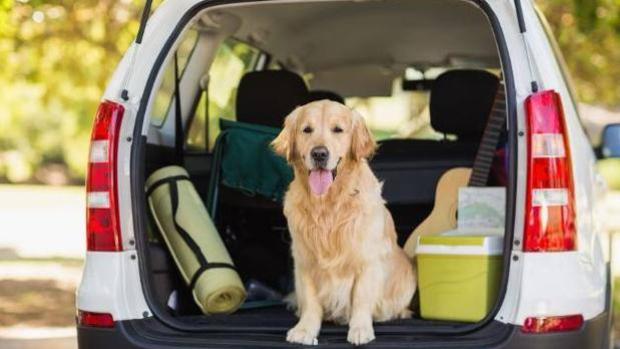 Una mascota sin asegurar se puede convertir en un proyectil de 350 kilos