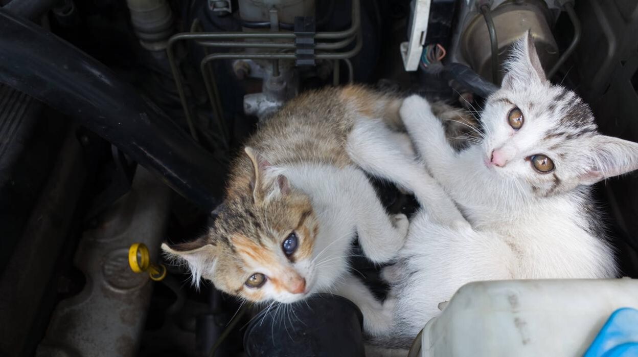 Los gatos se resguardan en los recovecos de los coches con la llegada del frío