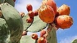 Opuntia ficus-indica