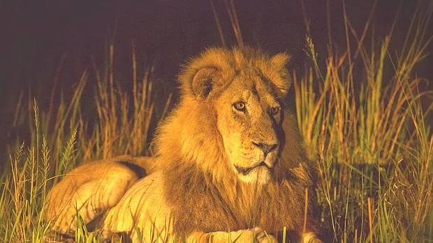 La población de leones ha descendido a la mitad desde la década de 1990