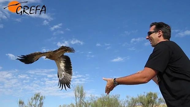 Un padrino libera un águila calzada rehabilitada